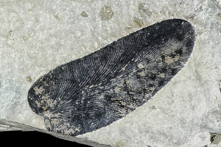 Two Pennsylvanian Fossil Fern (Macroneuropteris) Leaflets - Kentucky #112910